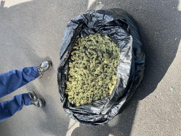 Cannabis located