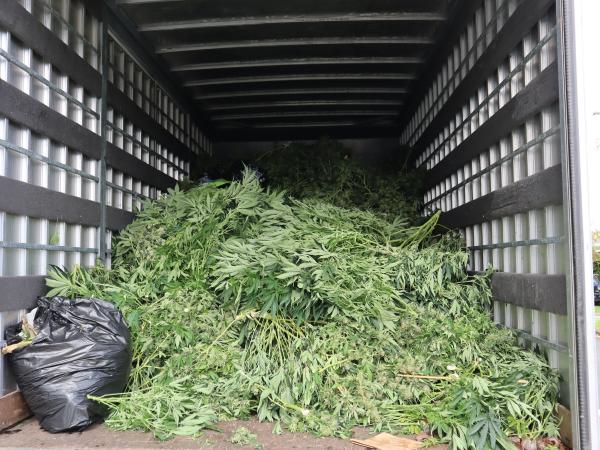Seized cannabis in truck
