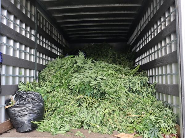 Seized cannabis in truck