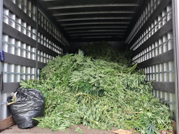 Seized cannabis in truck
