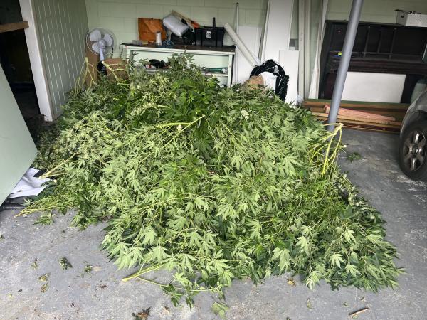 Cannabis seized at one property