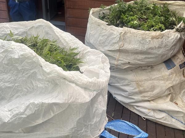 Police found more than 200 cannabis plants at a North Shore property.