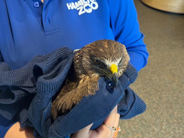Falcon in safe hands