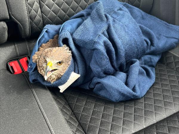 Falcon in patrol car