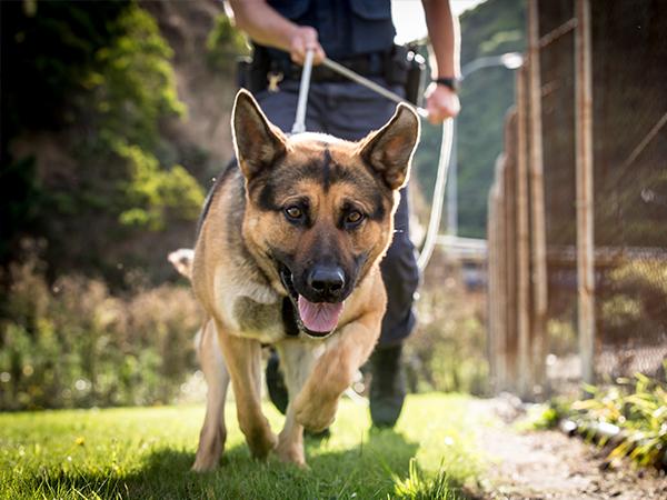 Operational dog - day