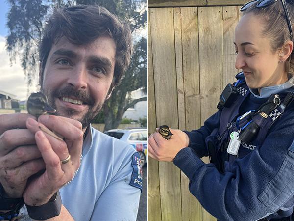 Ducklings saved
