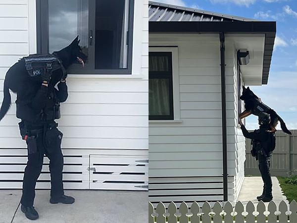 A patrol dog being lifted up by its handler towards an open window during a training exercise at Scenario Village. 