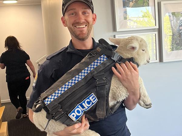 Constable Kiha and wannabe recruit, Phoebe the lamb.