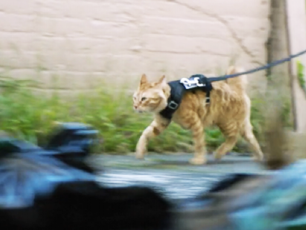 The video cat has been a big talking point - but sorry internet, we don't actually have operational cats. 