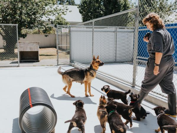 pup school