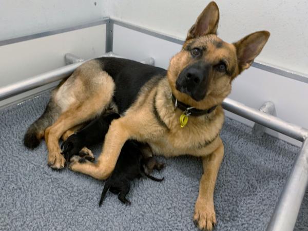 lexi and pups
