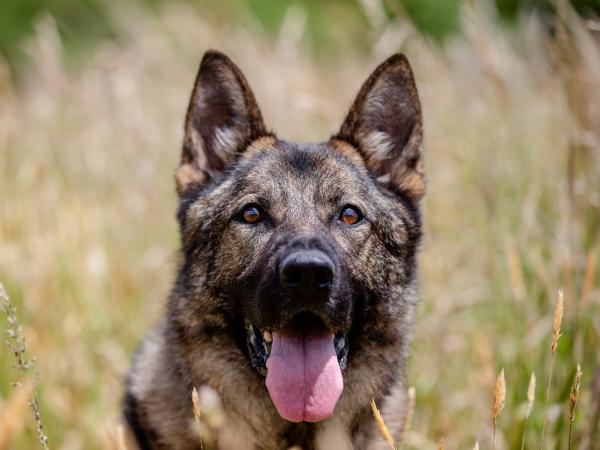 Dakota - one of Wellington Police's favourite floofs.