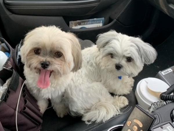 These pet pooches were found wandering the roadside near Karapiro.