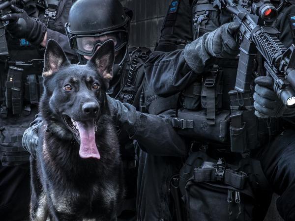 Ivan's winning photo of patrol dog Moose in the 2017 Police Dog Calendar.