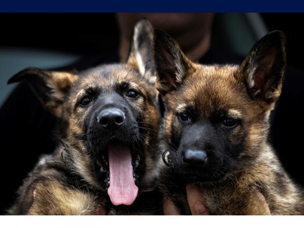 Two Police puppies