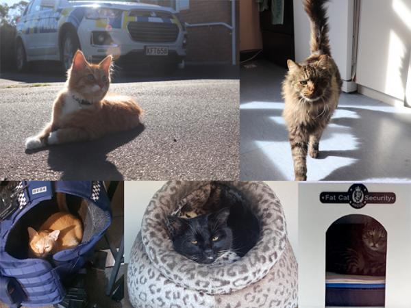 Cats of New Zealand Police Stations