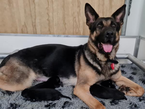Jax and her young pups