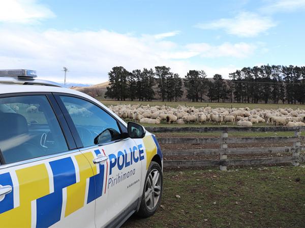 A police car parked in front of a paddock of sheep 