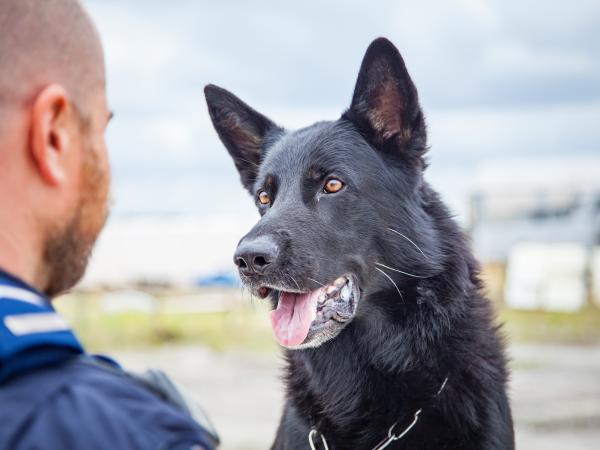 'RIP big dog. You were a legend.' Photo: Dog Squad/TVNZ
