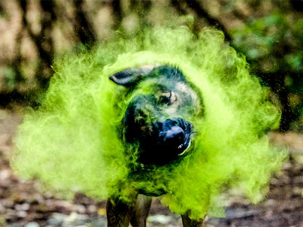 Manaia shaking her head and releasing a cloud of green powder for the month March 