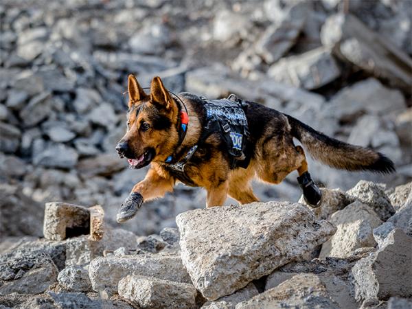 Pago tracking over rocks for the month of August 