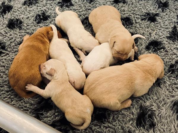 Isla's new temporary blended family. 