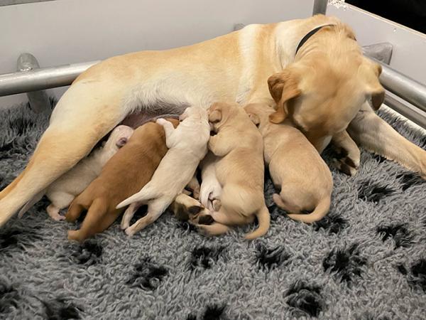 All the pups feeding from mum, Isla. 