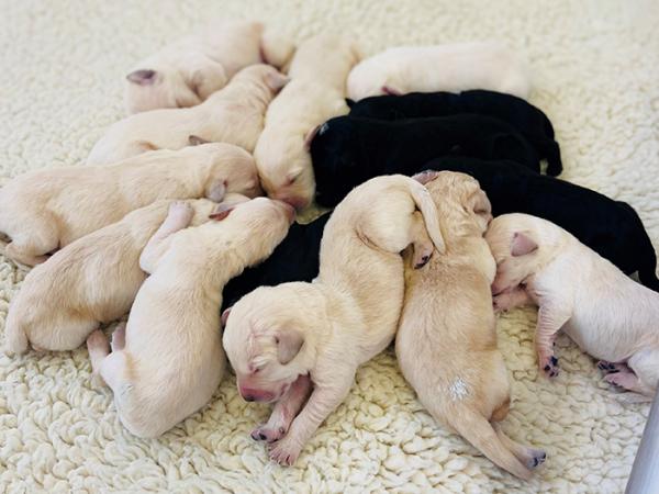 Zoe's complete litter of 14 pups. 