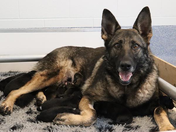  New mum Ava and her litter of 12 German Shepherd pups resting.