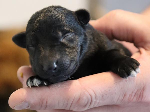 One of the new pups born on Thursday at the New Zealand Police Dog Training Centre.