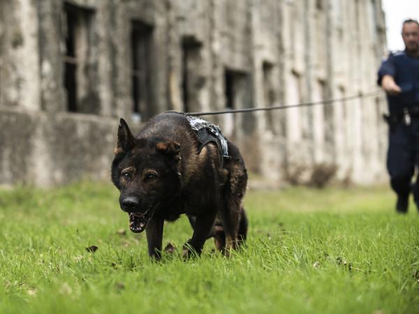 Harlo on the job with Comrie. Picture credit: Dog Squad/TVNZ