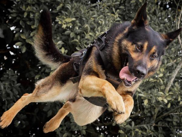 Photo of Vader leaping through the air. 