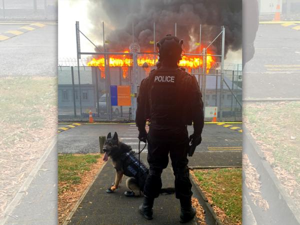 Back shot of Vadar in his harness and protective boots next to his handler facing a fire at a scene.