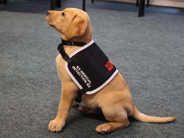 Side shot of Hogan sitting down wearing his K9 Medical Detection NZ coat.