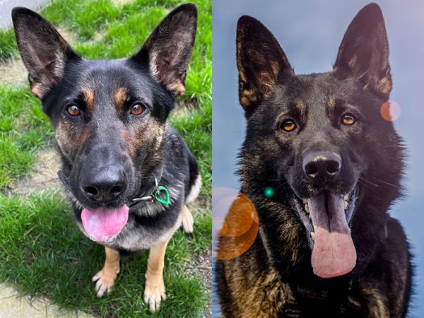 Police dogs Luna (left) and Blue. Photo credits: Sue Alexander (Luna) and Senior Constable Jane Dunn (Blue).