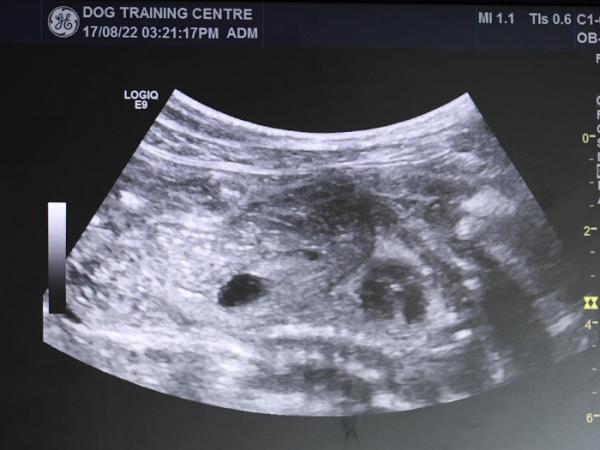 A scan of Luna's puppies