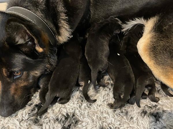Police dog Luna curled up with her newborn pups.