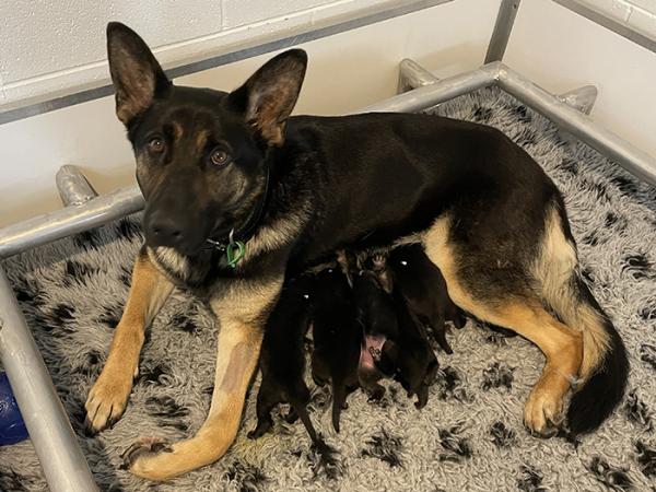 Police dog Luna and her newborn pups.