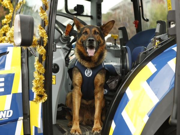 Dunedin police dog Gill ready to lead the 2020 Christmas parade. Photo: Constable Delaine Patterson.