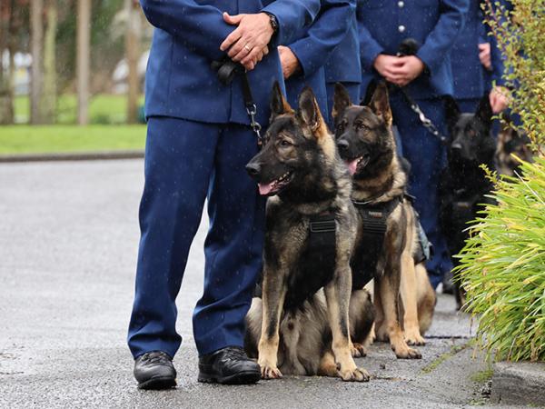 Some of the dogs lining up before the graduation. 