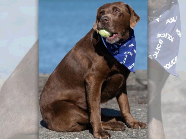 Josie on the beach with a tennis ball in her mouth and wearing a Police-branded bandana. Photo credit: Rob Neil/Mainly Dogs
