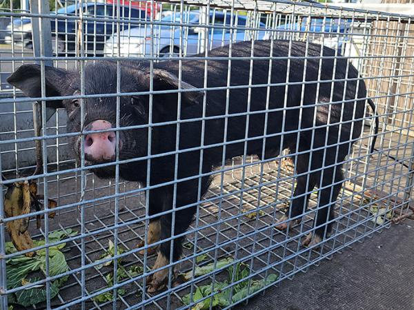 The runaway pig in a crate with some food to eat. 