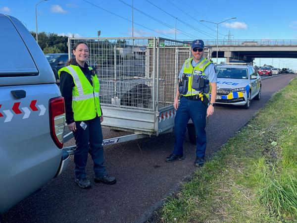 Animal Control Officer Jade Cathcart and Motorways Sergeant Jonny Campbell by the side of the road with the captured pig.