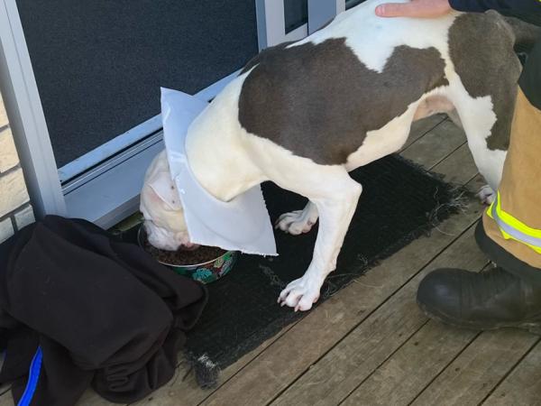 Tiny tucking into some treats after his rescue, with part of his kennel still around his neck .