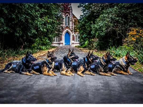 Six attentive Dunedin patrol dogs outside a local Taieri Church. 