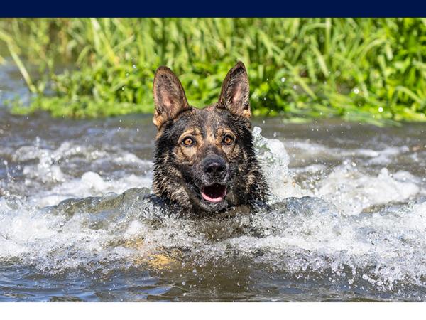 Auckland patrol dog Primo swimming hard on the trail of a ‘suspect’.
