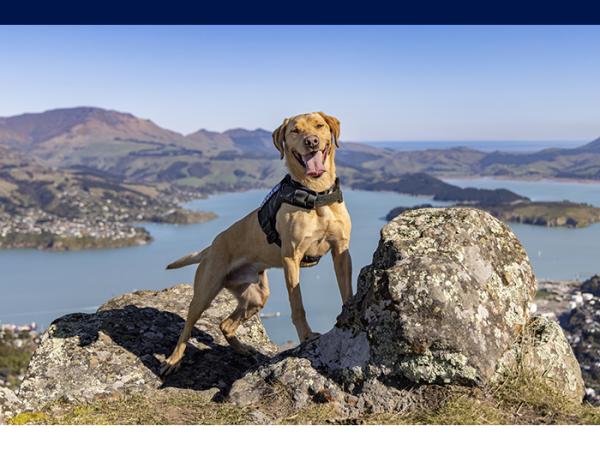 Rivet by name and a riveting photo for March of Christchurch detector dog Rivet atop Canterbury’s Port Hills.