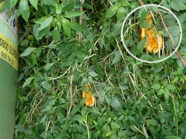 The discarded partially eaten orange almost hidden in green vegetation.