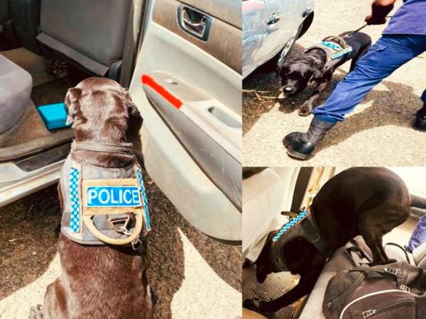 Fiji detector dogs go about their business in these photos from Fiji Police.