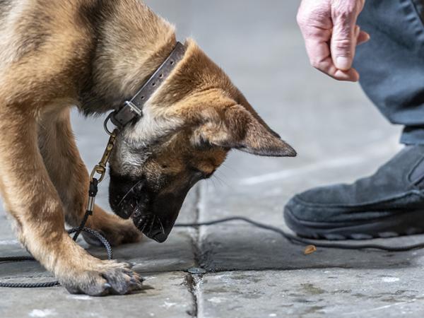 Close up side view of a puppy's head and front paws as it looks intently at something on the floor during training. 